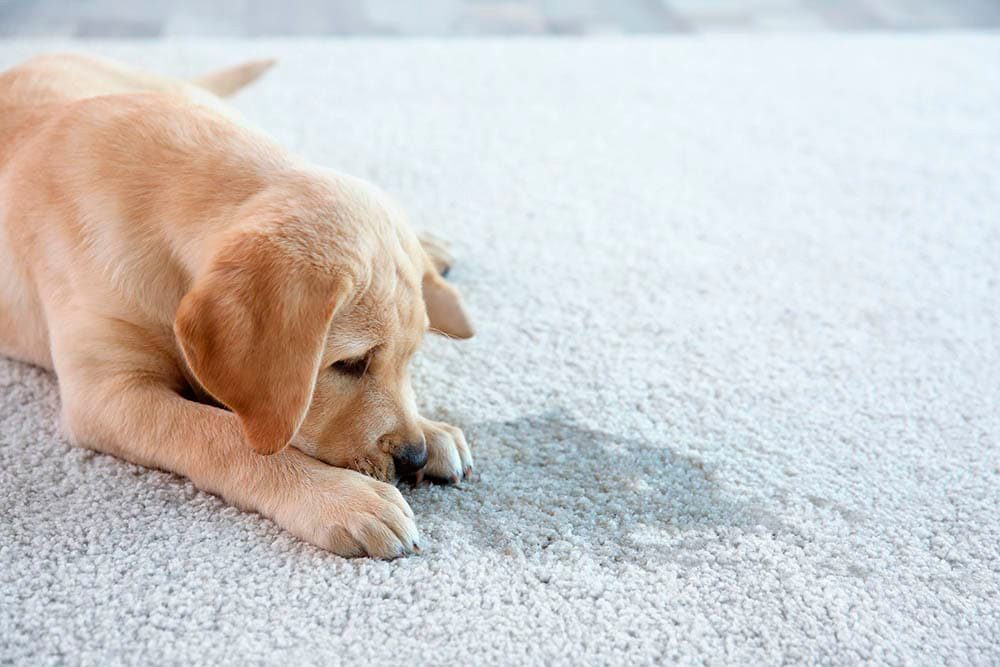 perro ha orinado dentro de casa