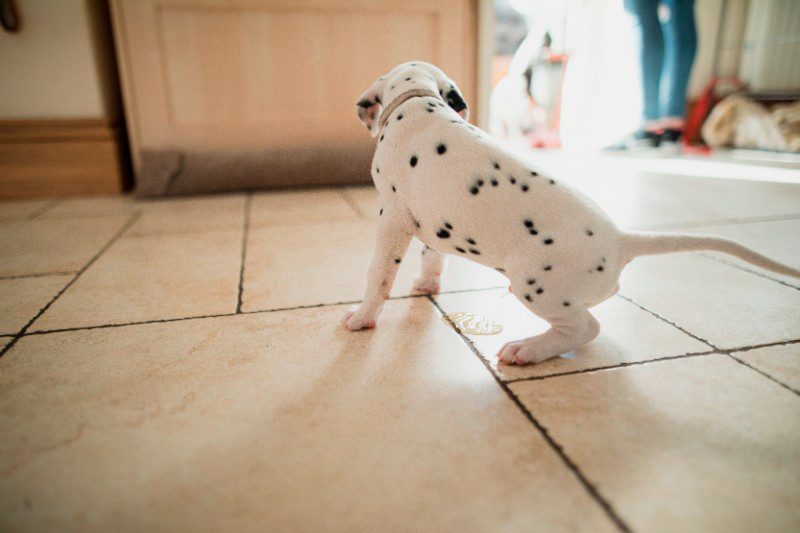 perro haciendo pipi en casa perro haciendo pipi en casa
