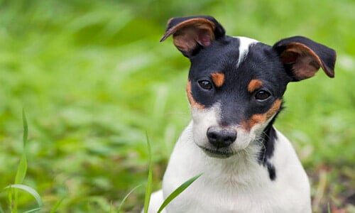 perro