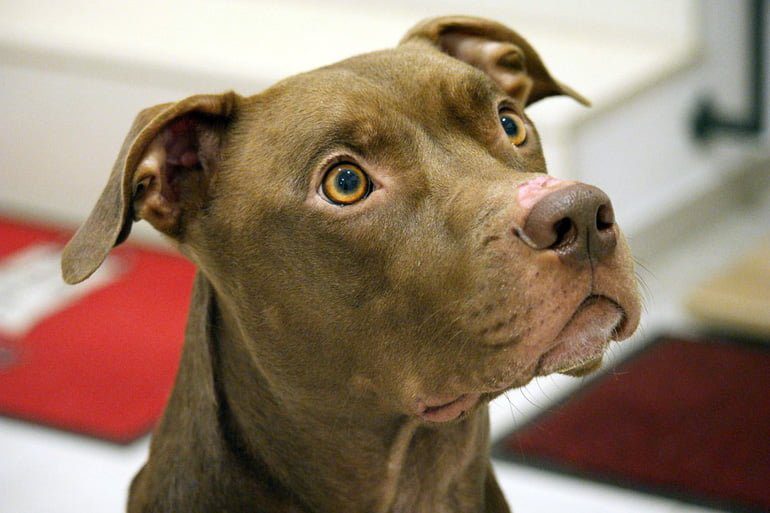 pitbull con hambre