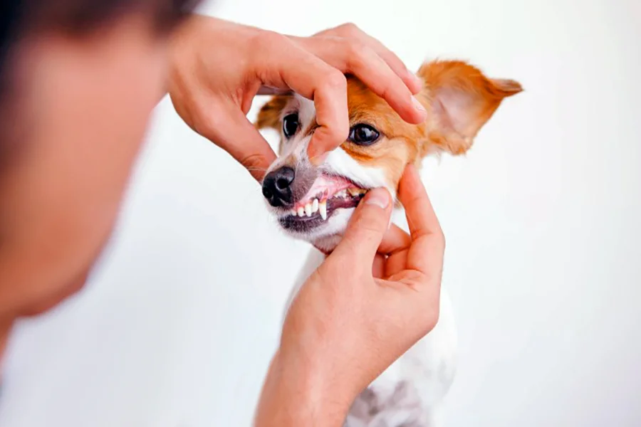 perro mellado