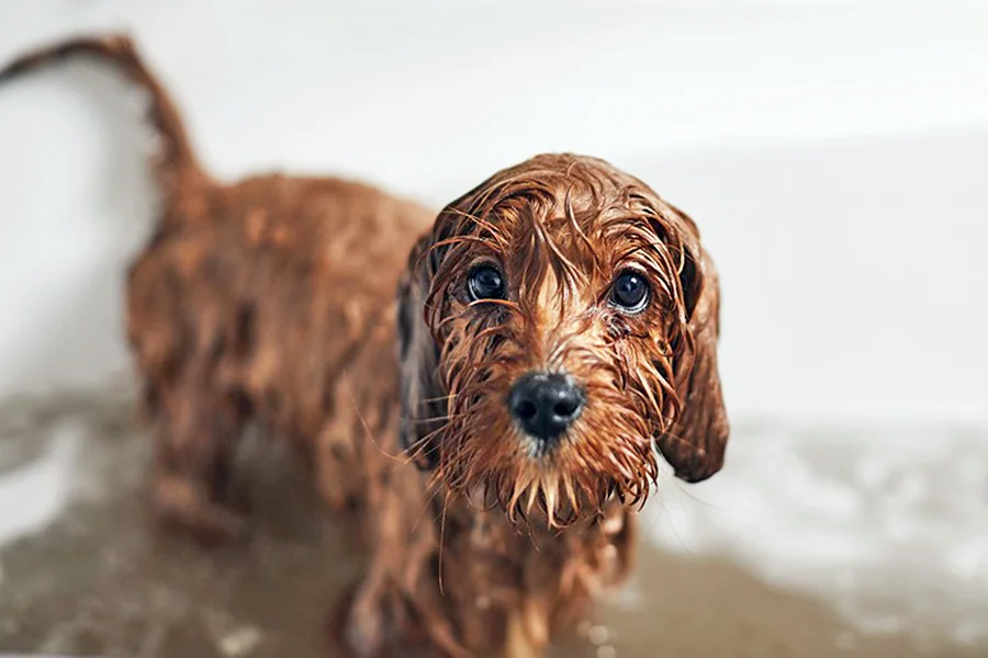 perro mojado