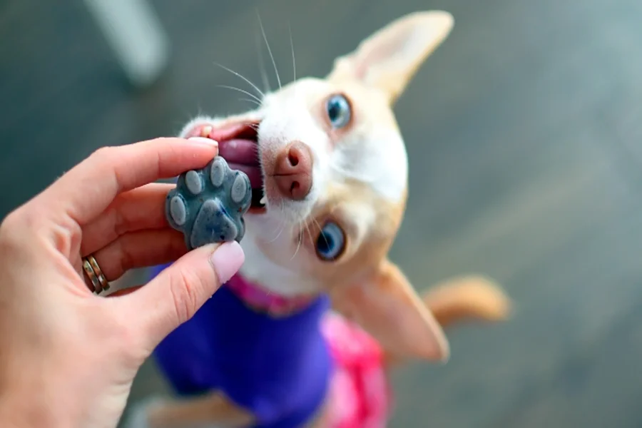 comida casera para perro con pancreatitis