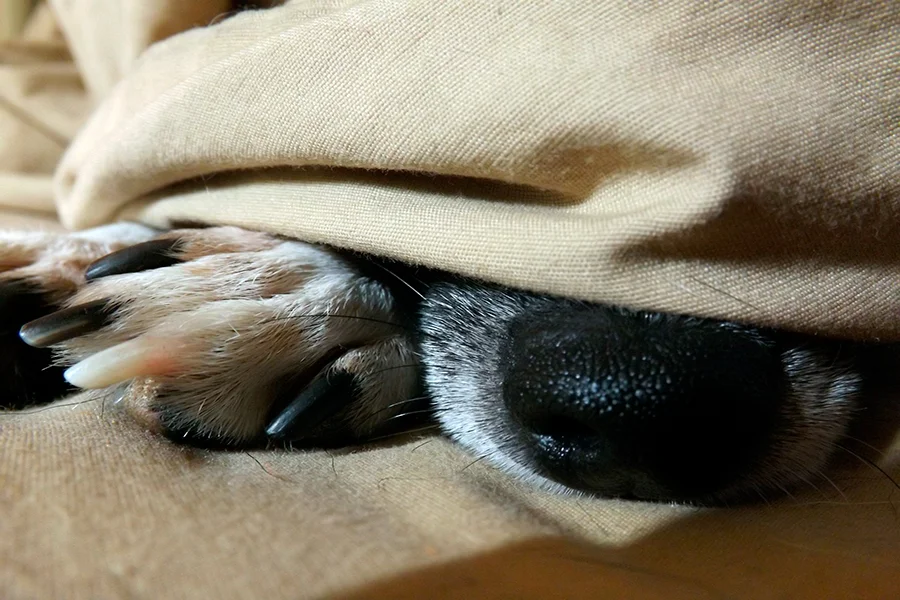 perro haciendo la siesta con su humano