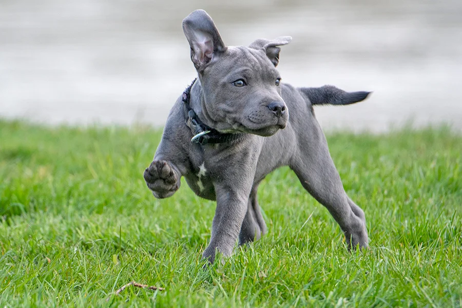 cachorro de perro