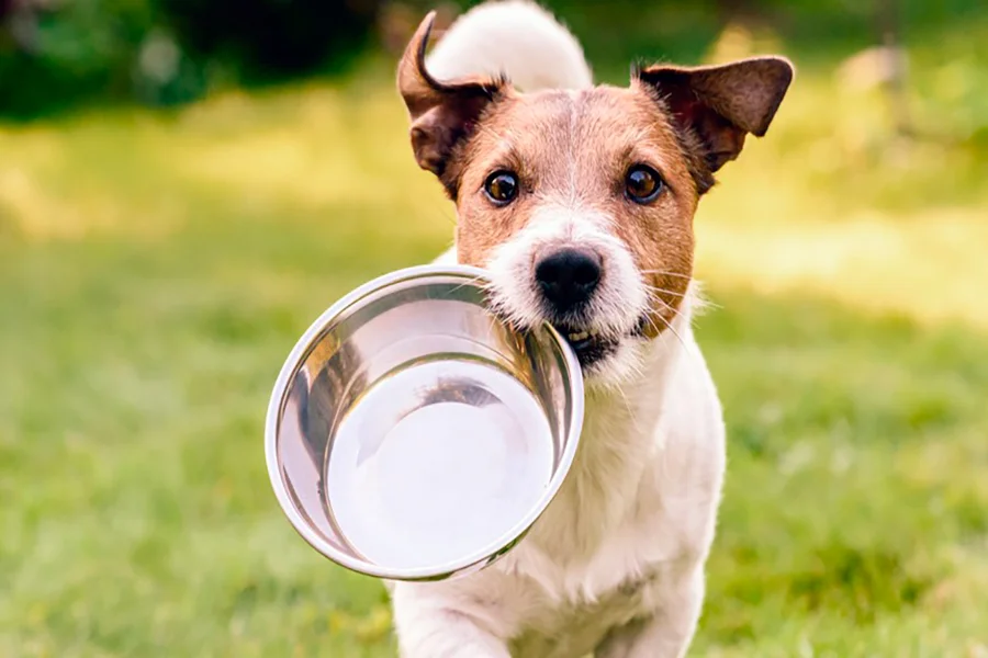 Dogfy Diet vs Natuka