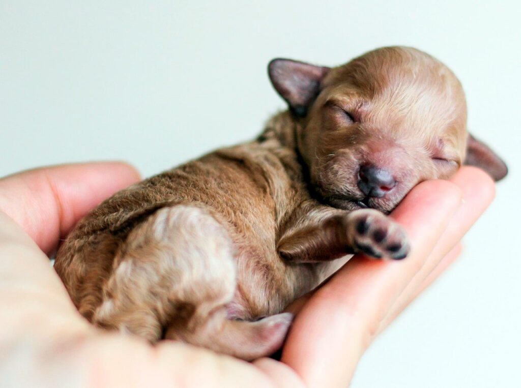 cachorro de perro