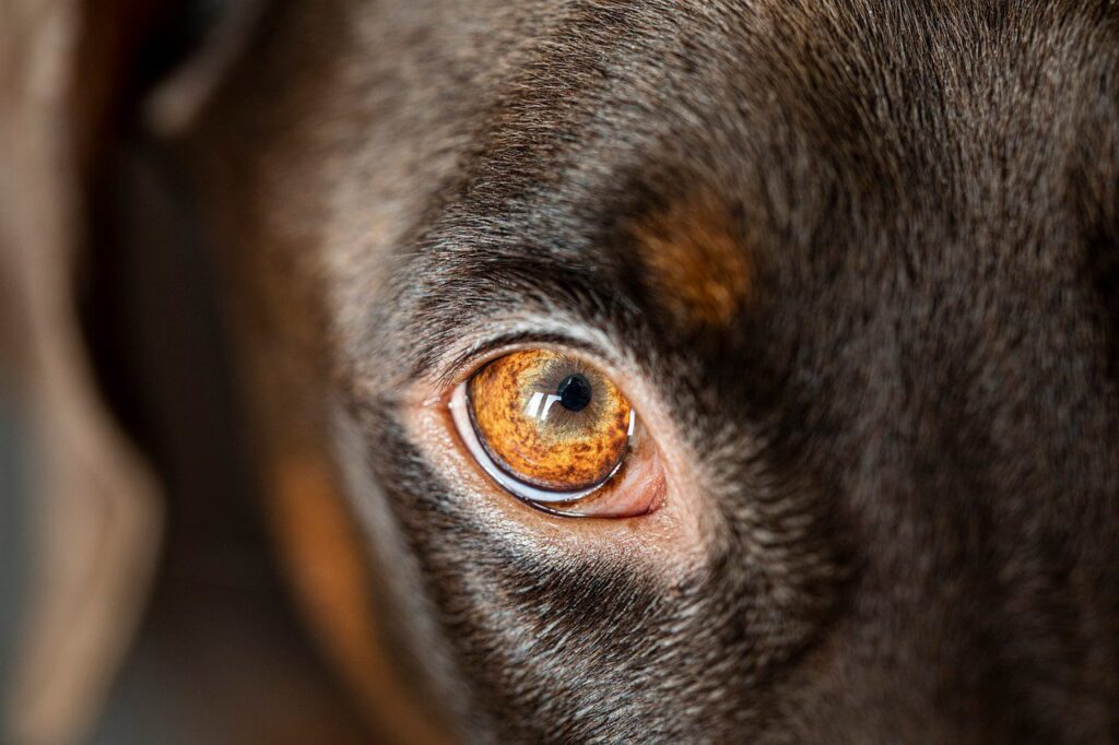 ojo de perro