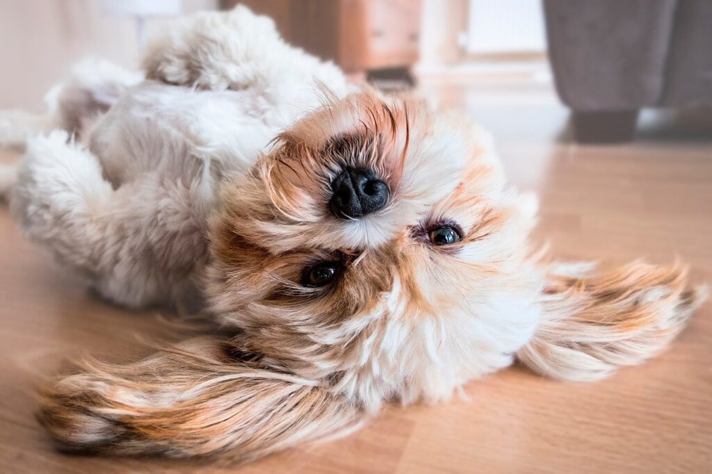 perro panza arriba
