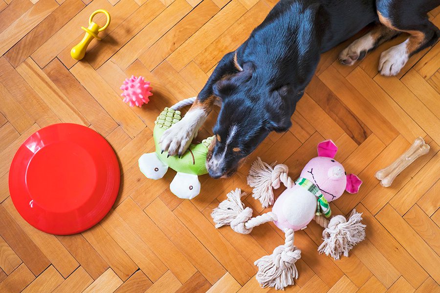 perro y juguetes