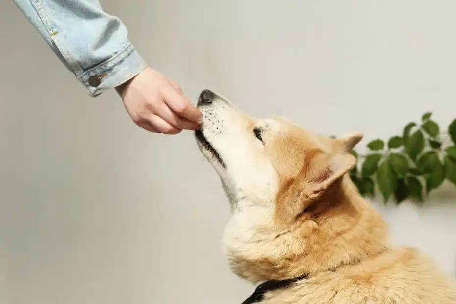 perro comiendo CBD