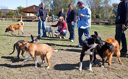 perros jugando en el parque