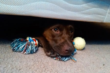 perro bajo la cama con juguetes