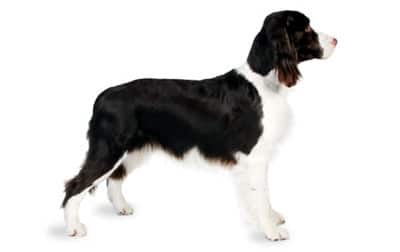Cocker Spaniel Ingles 2