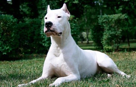 Dogo Argentino