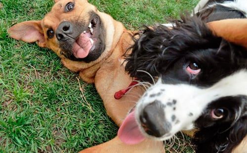 perros jugando y gruñendo