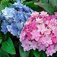 Hortensia venenosa para perros