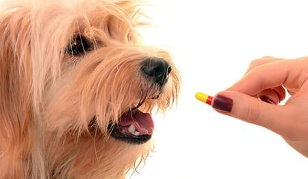 ibuprofeno para perros