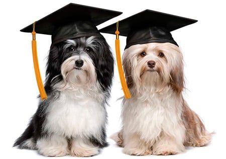 perros licenciados