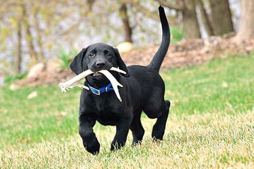perro comiendo asta de ciervo