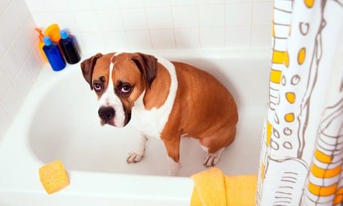 perro en la bañera