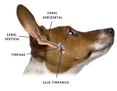 oido interno de perro