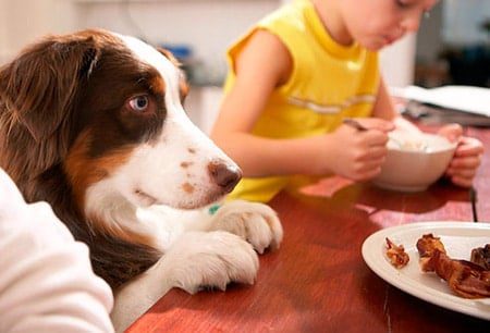 perro esperando comida en la mesa
