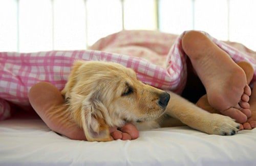 perro en mi cama
