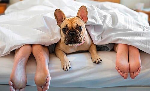 perro jugando con mis pies