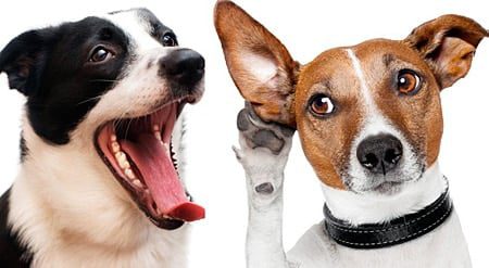 perro hablando con otro perro