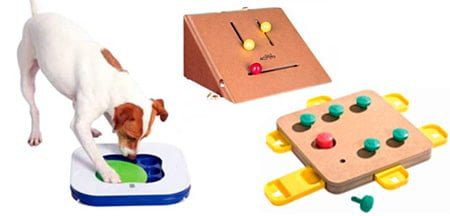 juegos educativos para perro