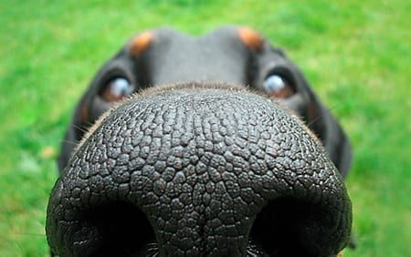 Perro usando la memoria olfativa