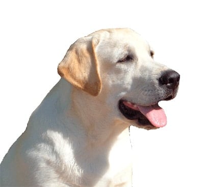 Retriever gif