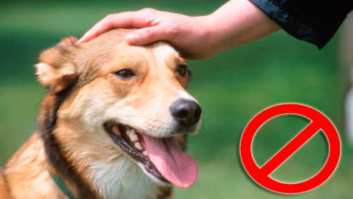 acariciar la cabeza de un perro desconocido