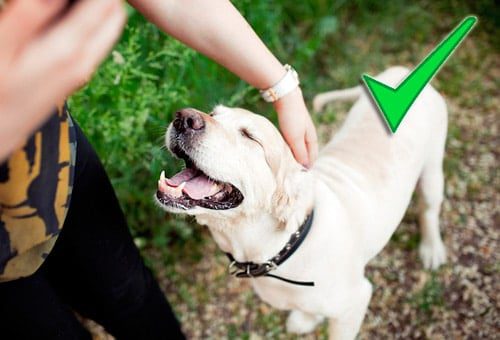 acariciando correctamente a un perro