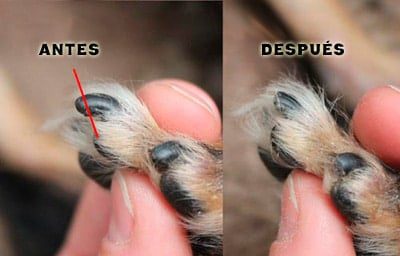 antes y despues de cortar las uñas