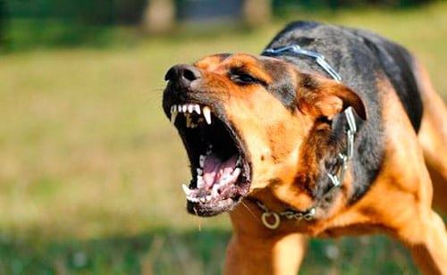perro ladrando