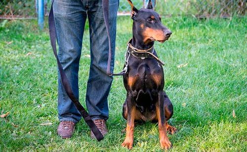 perro sentado en el jardín con su humano