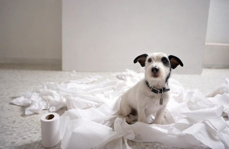 perro ha roto papel de baño