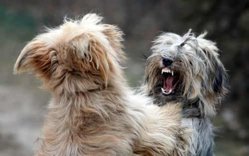 perros mordiendose
