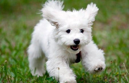 bichón frisé