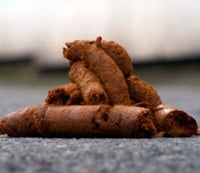 caca blanda de perro