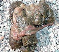 caca de perro con mucosidad y parásitos