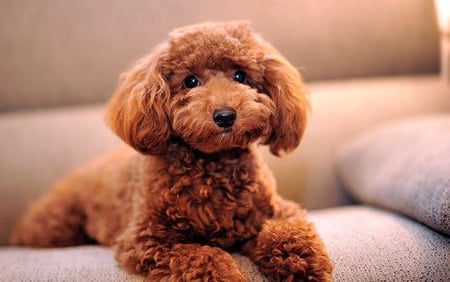 caniche mini
