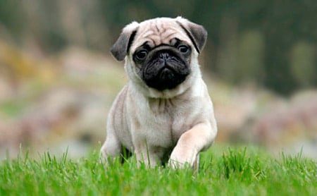 carlino o pug