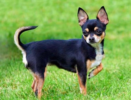 chihuahua