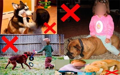 cosas que un niño no debe hacer a un perro