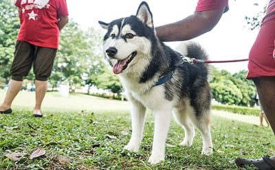 educando a un perro con refuerzo positivo