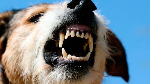 perro mostrando sus dientes