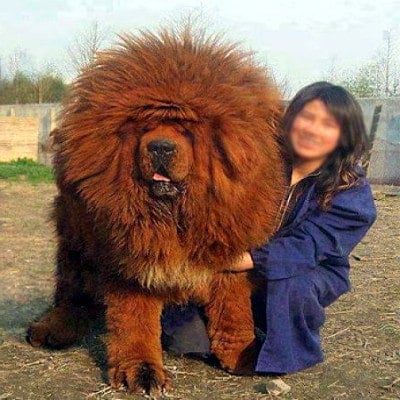 mastin rojo del tibet
